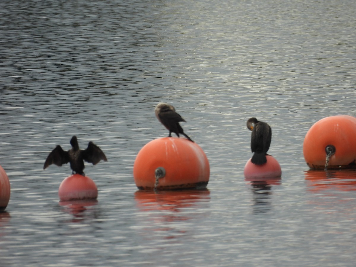 Cormoran à aigrettes - ML645484000