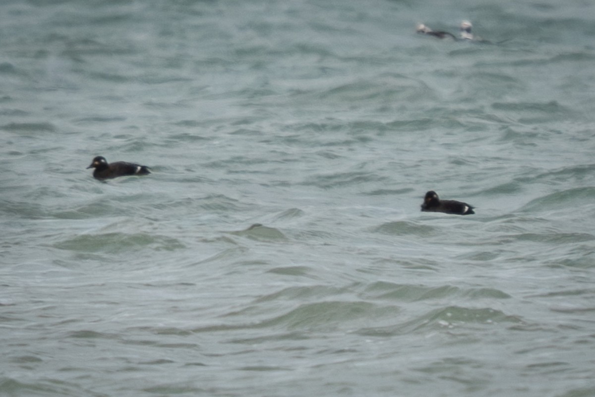 White-winged Scoter - ML645484001