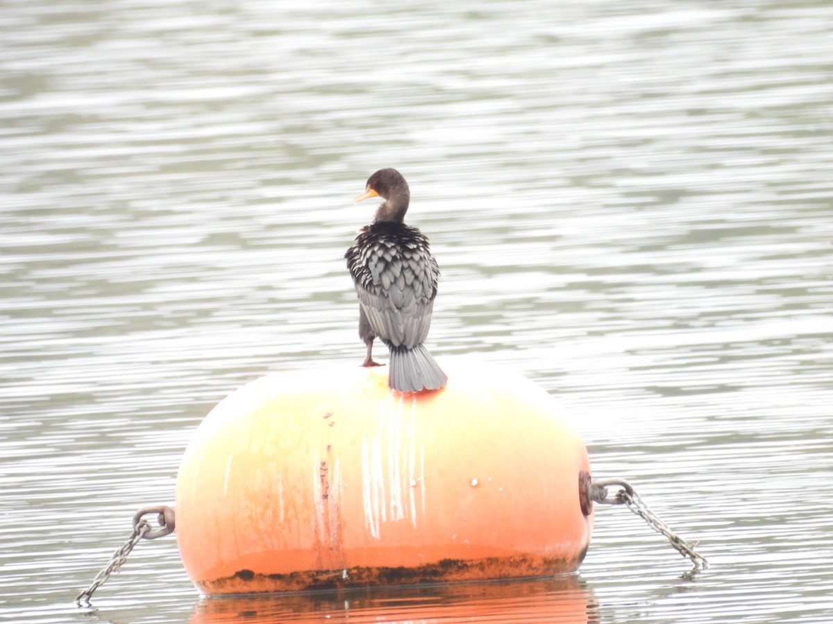 Cormoran à aigrettes - ML645484003