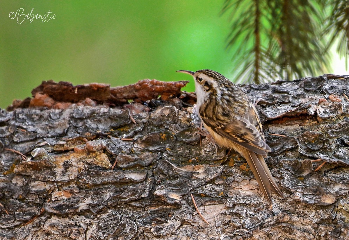 Hodgson's Treecreeper - ML645484012