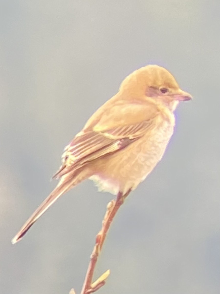 Alcaudón Boreal - ML645484014