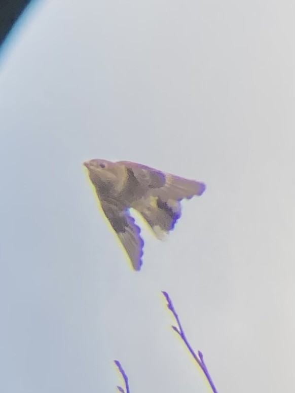 Alcaudón Boreal - ML645484015