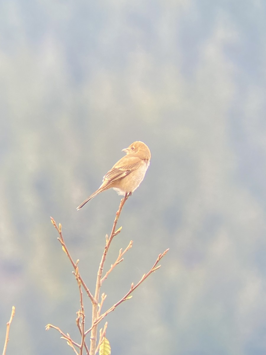 Alcaudón Boreal - ML645484016