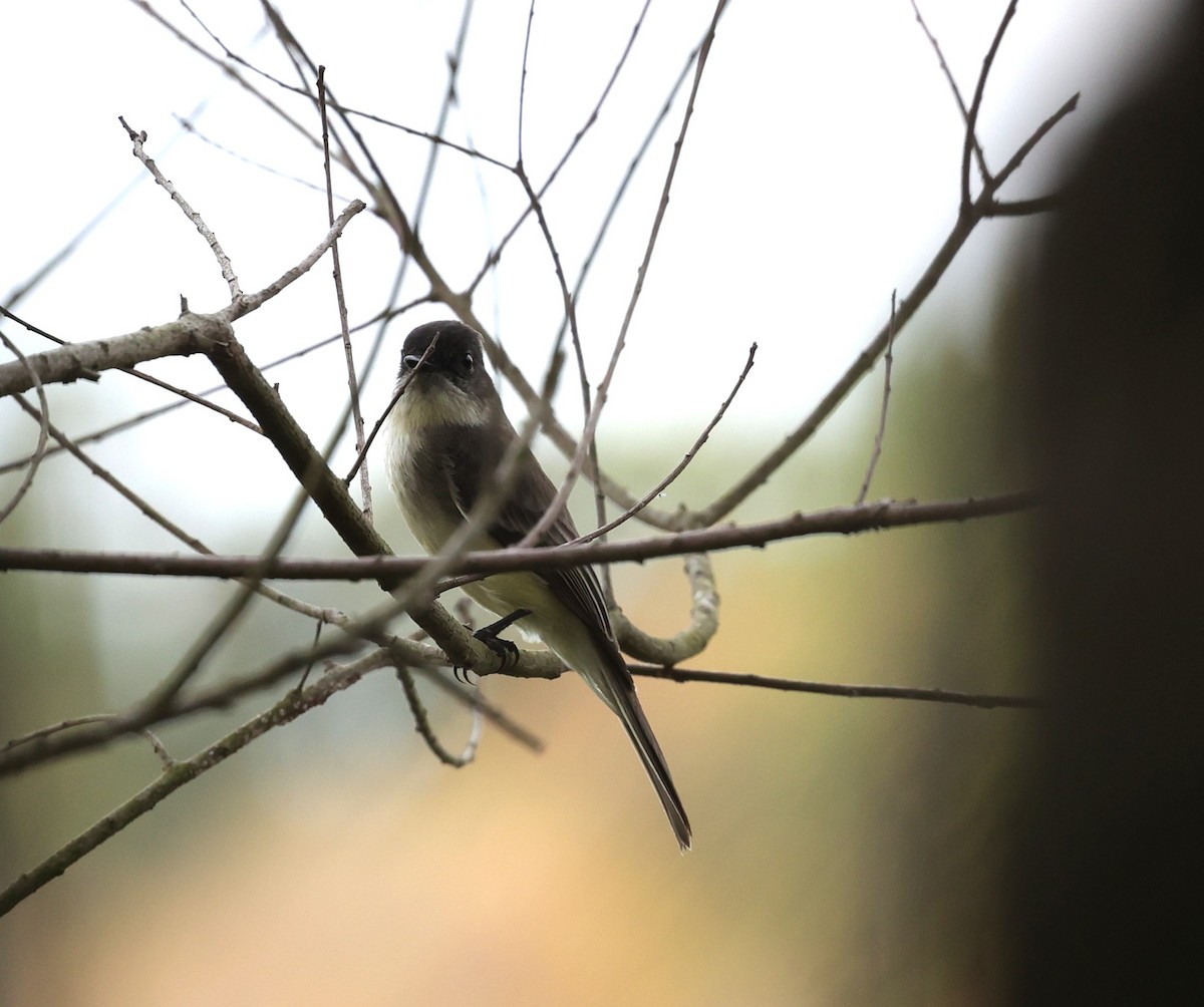 Eastern Phoebe - ML645484023