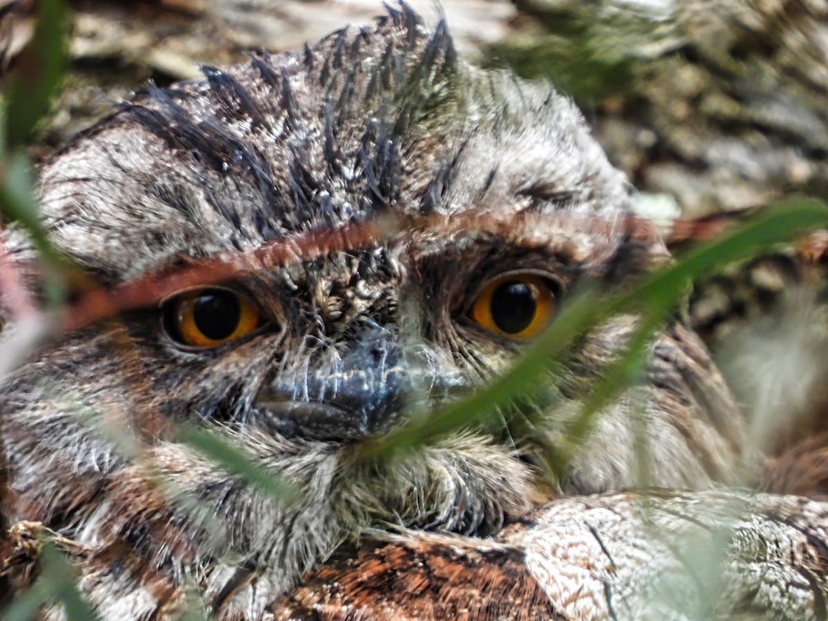 Tawny Frogmouth - ML645484029