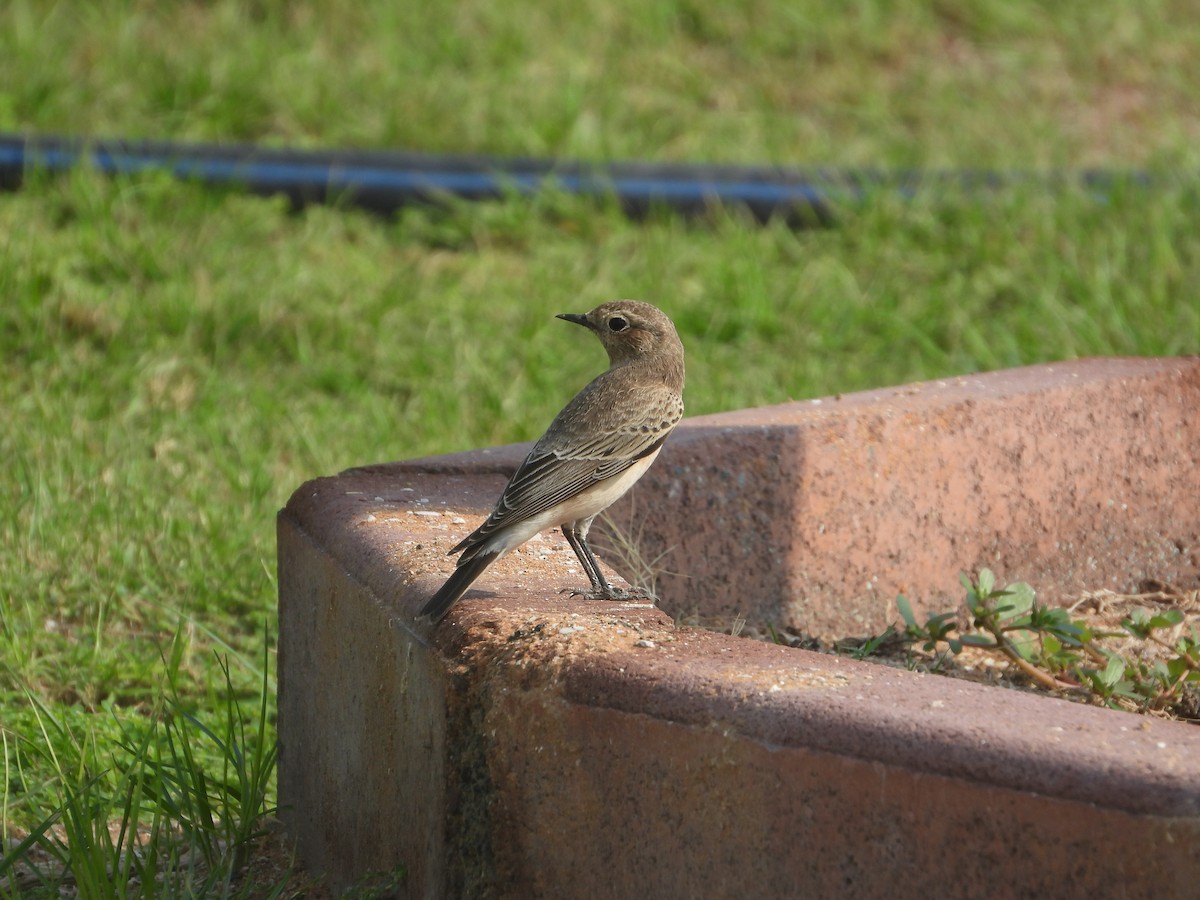 Pied Wheatear - ML645484031
