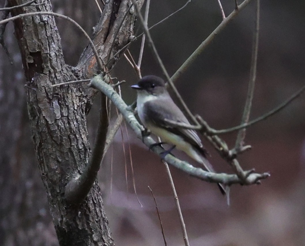 Eastern Phoebe - ML645484032