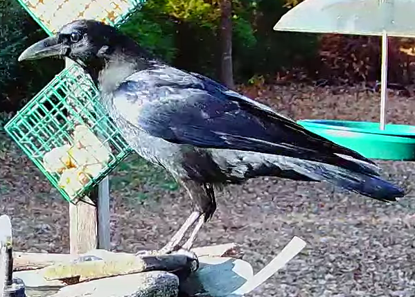 American Crow - ML645484033