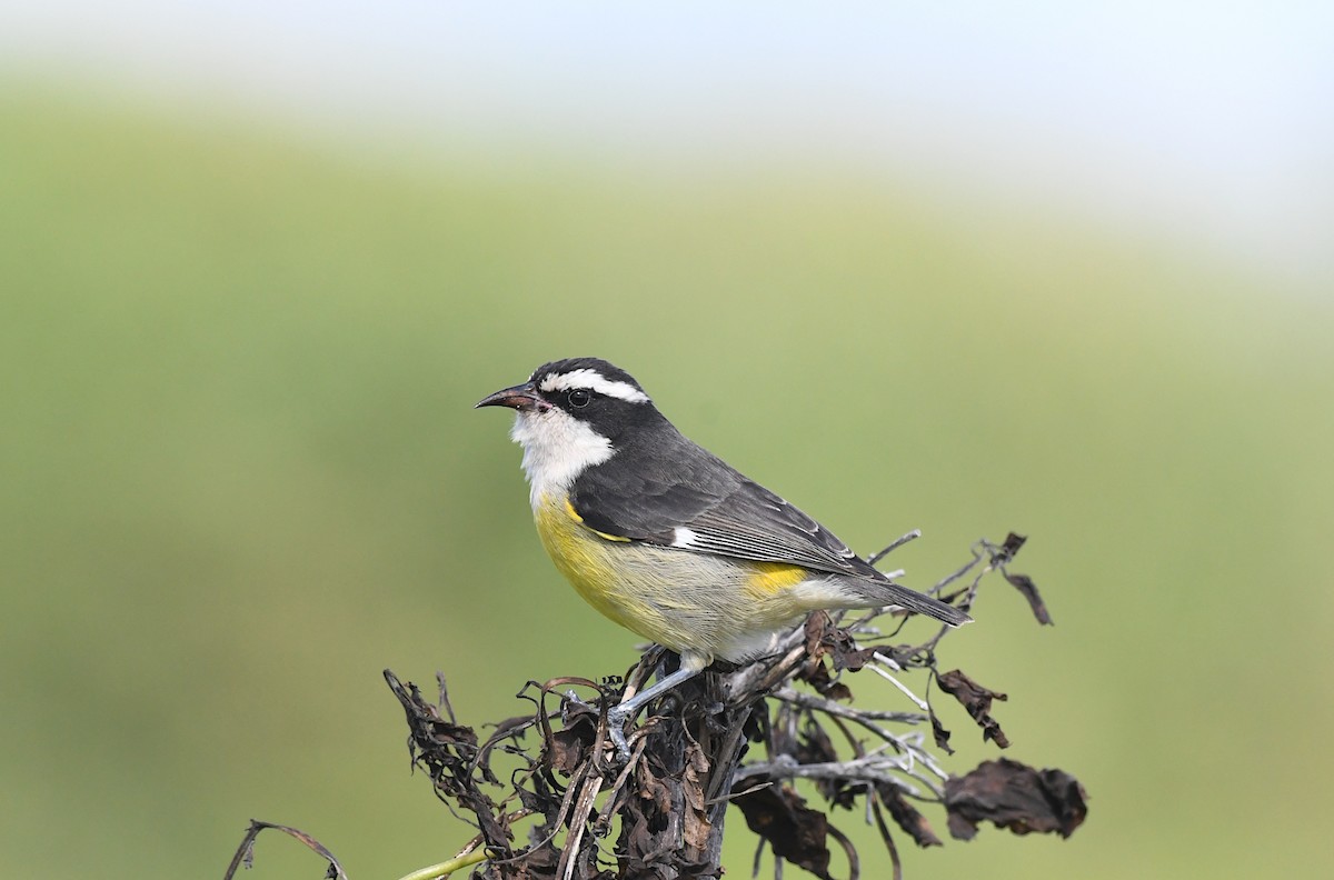 Zuckervogel - ML645484034