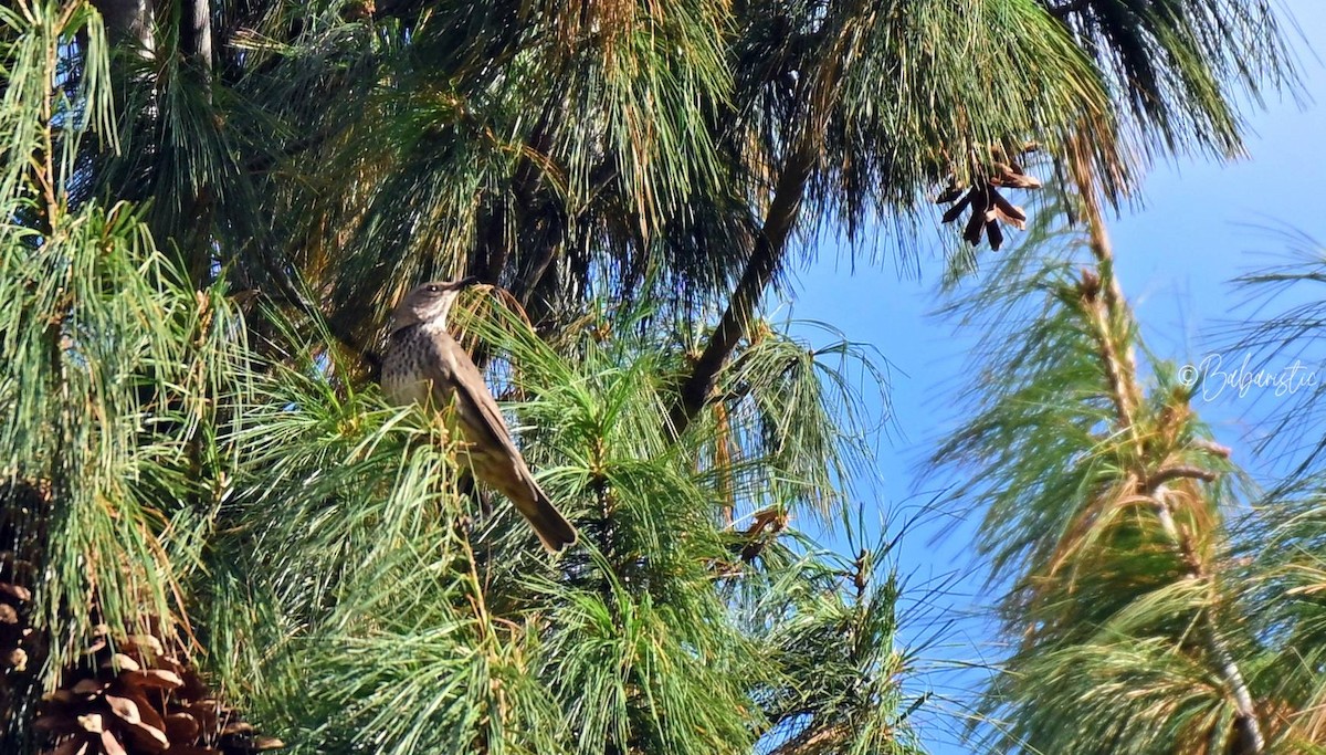 Black-throated Thrush - ML645484037