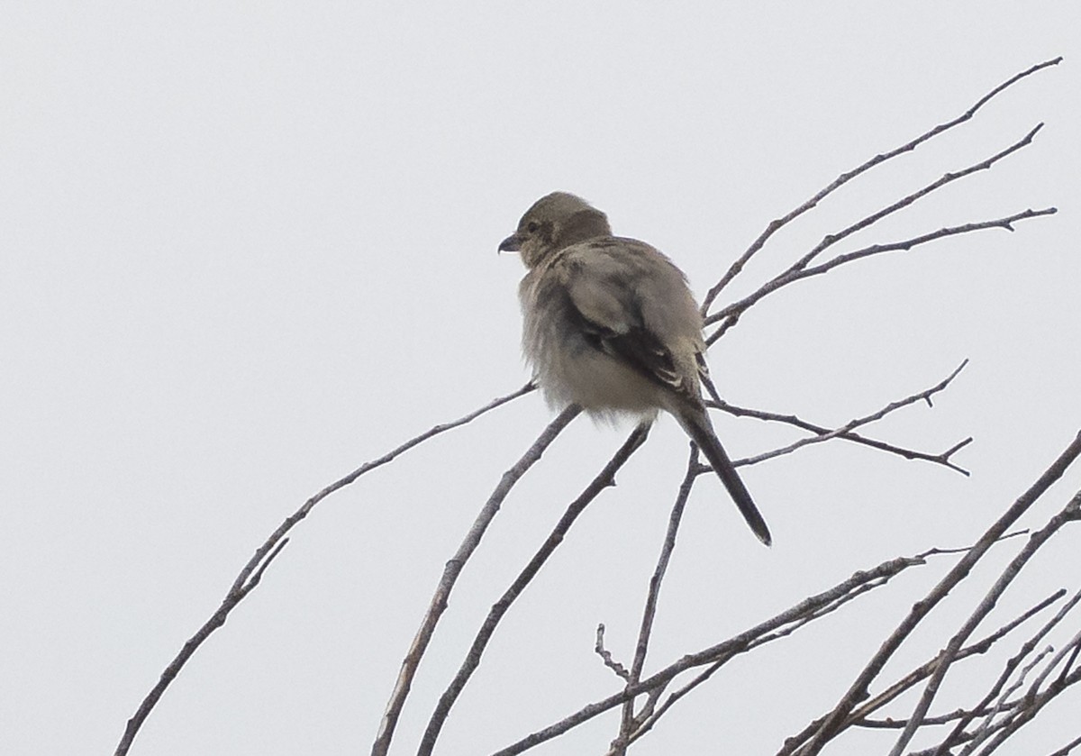 Alcaudón Boreal - ML645484045