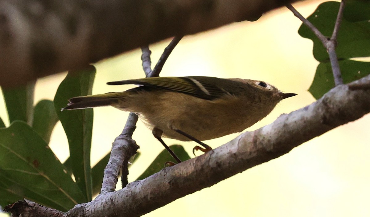 Ruby-crowned Kinglet - ML645484048