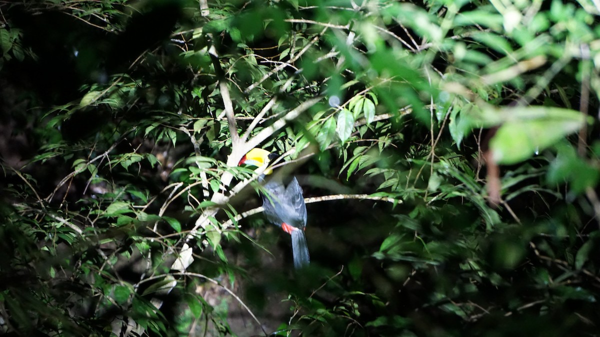 Keel-billed Toucan - ML645484052