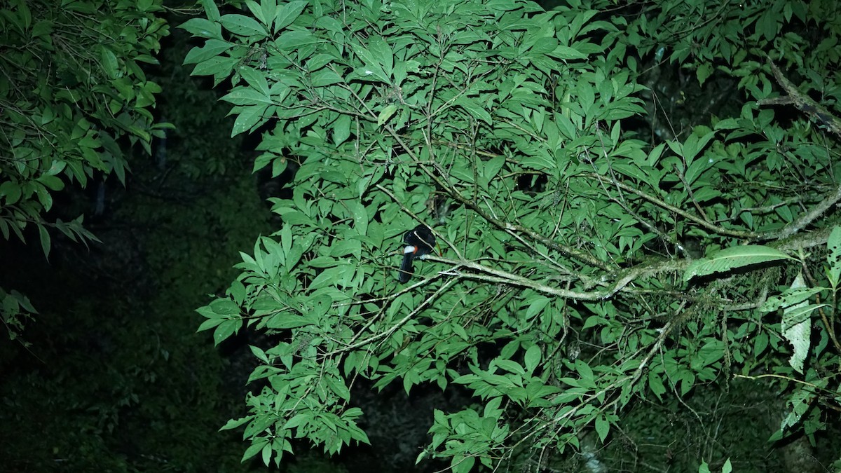 Keel-billed Toucan - ML645484053