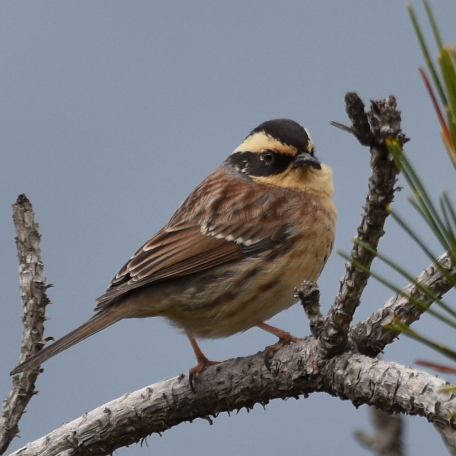 Accenteur montanelle - ML645484056