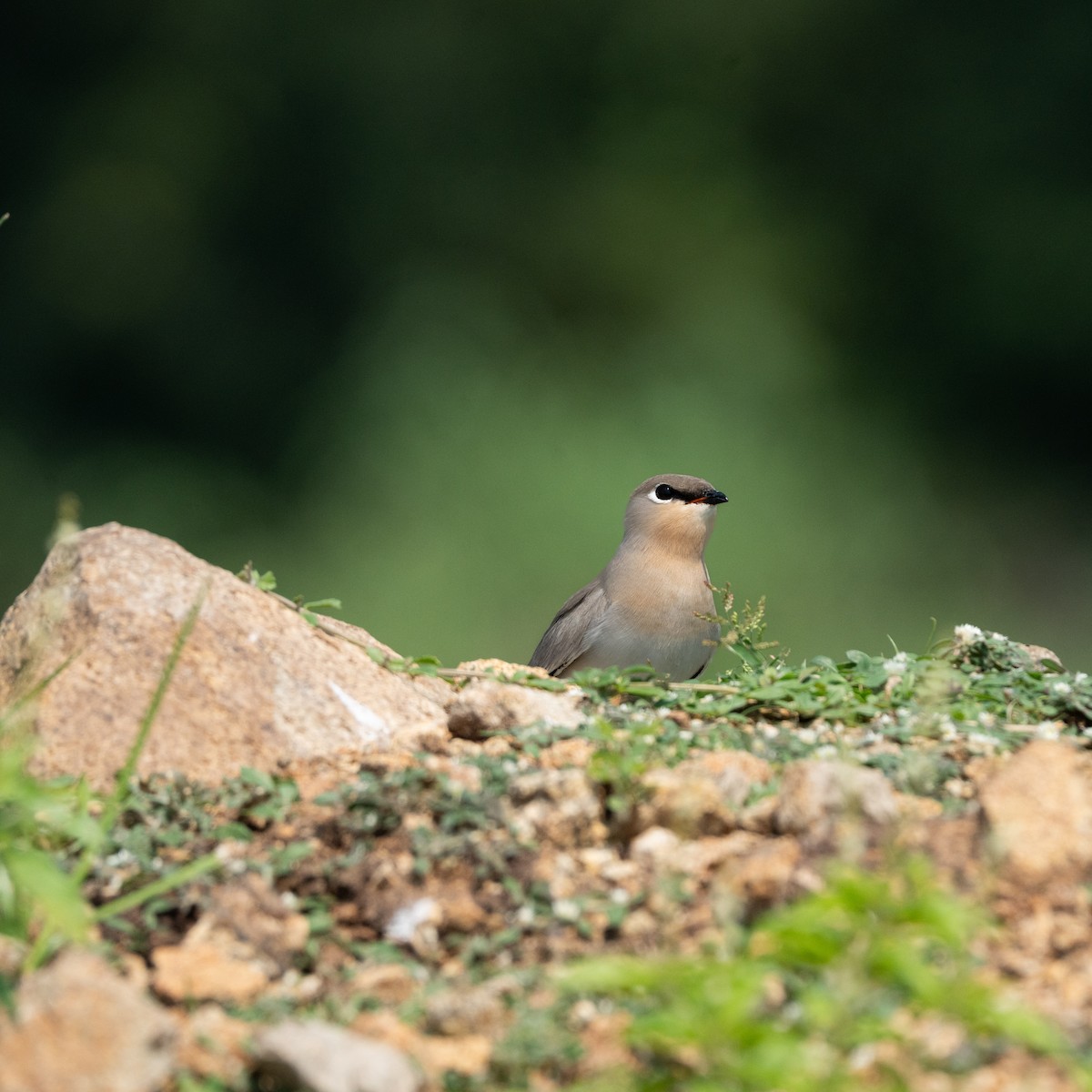 Small Pratincole - ML645484068