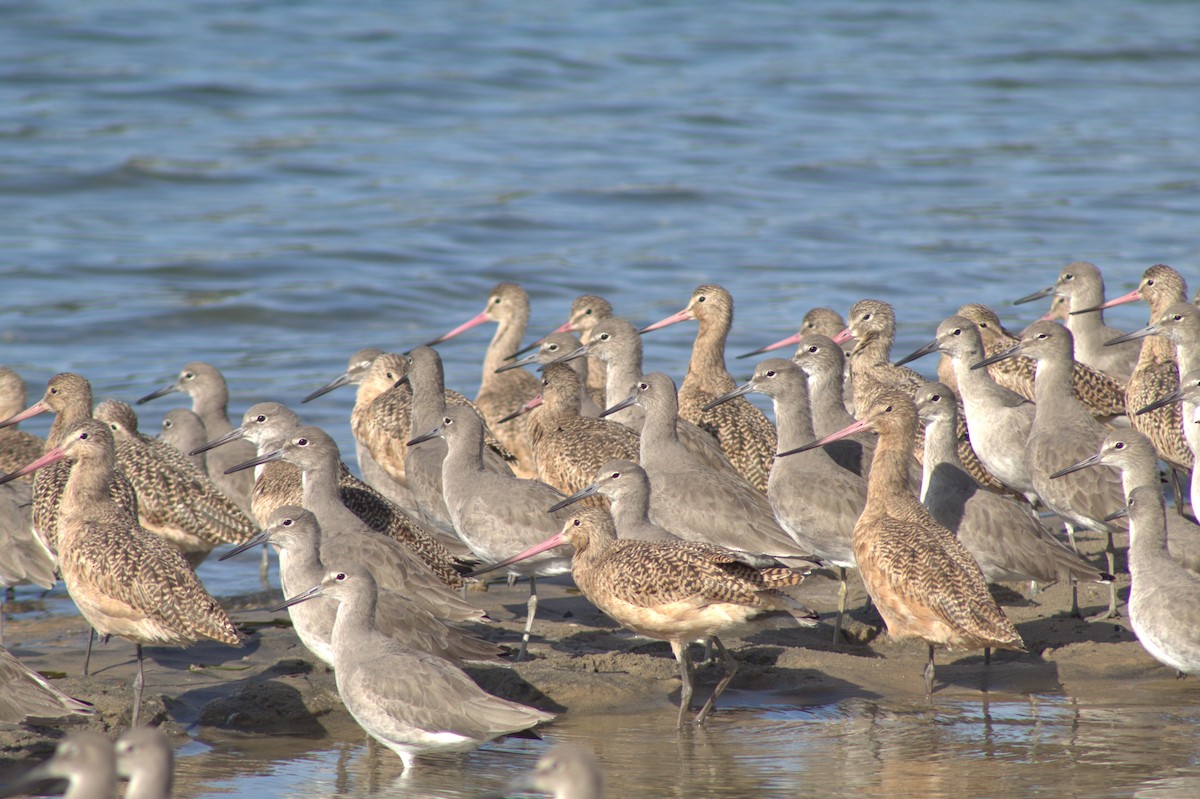 Kuliska erdipalmatua - ML645484076