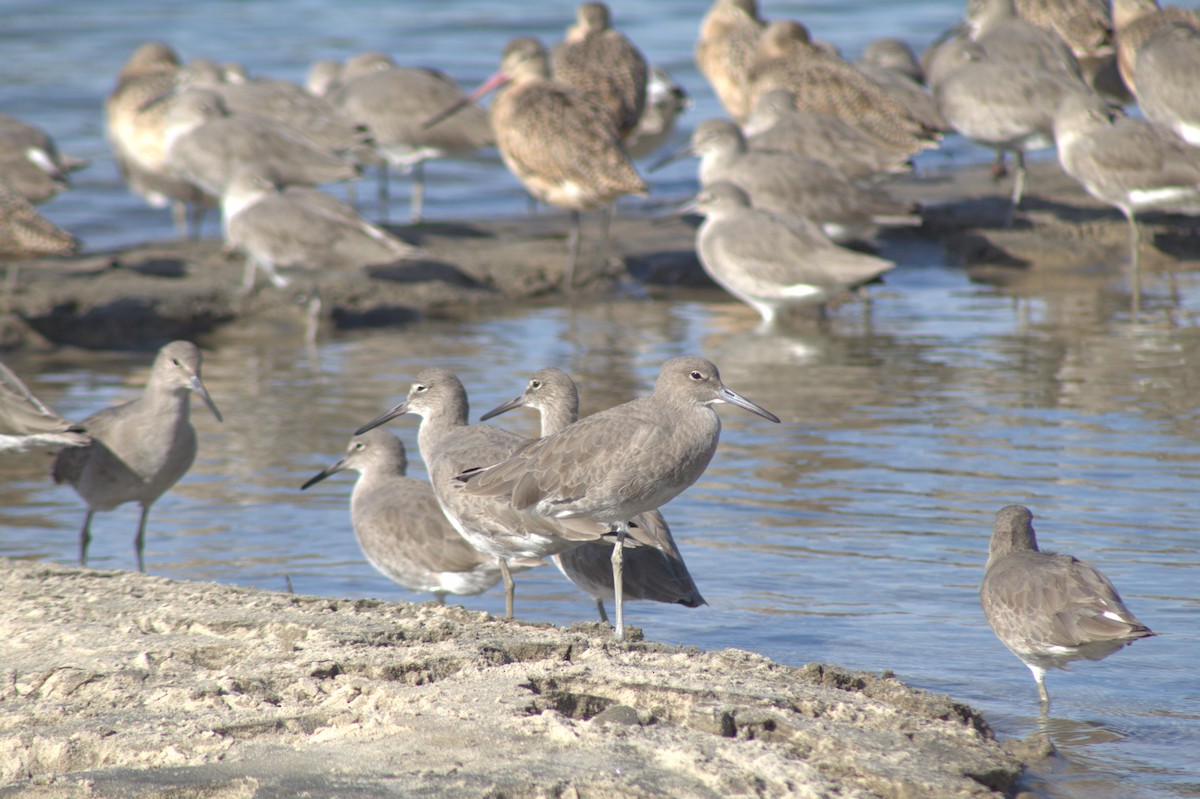 Kuliska erdipalmatua - ML645484078