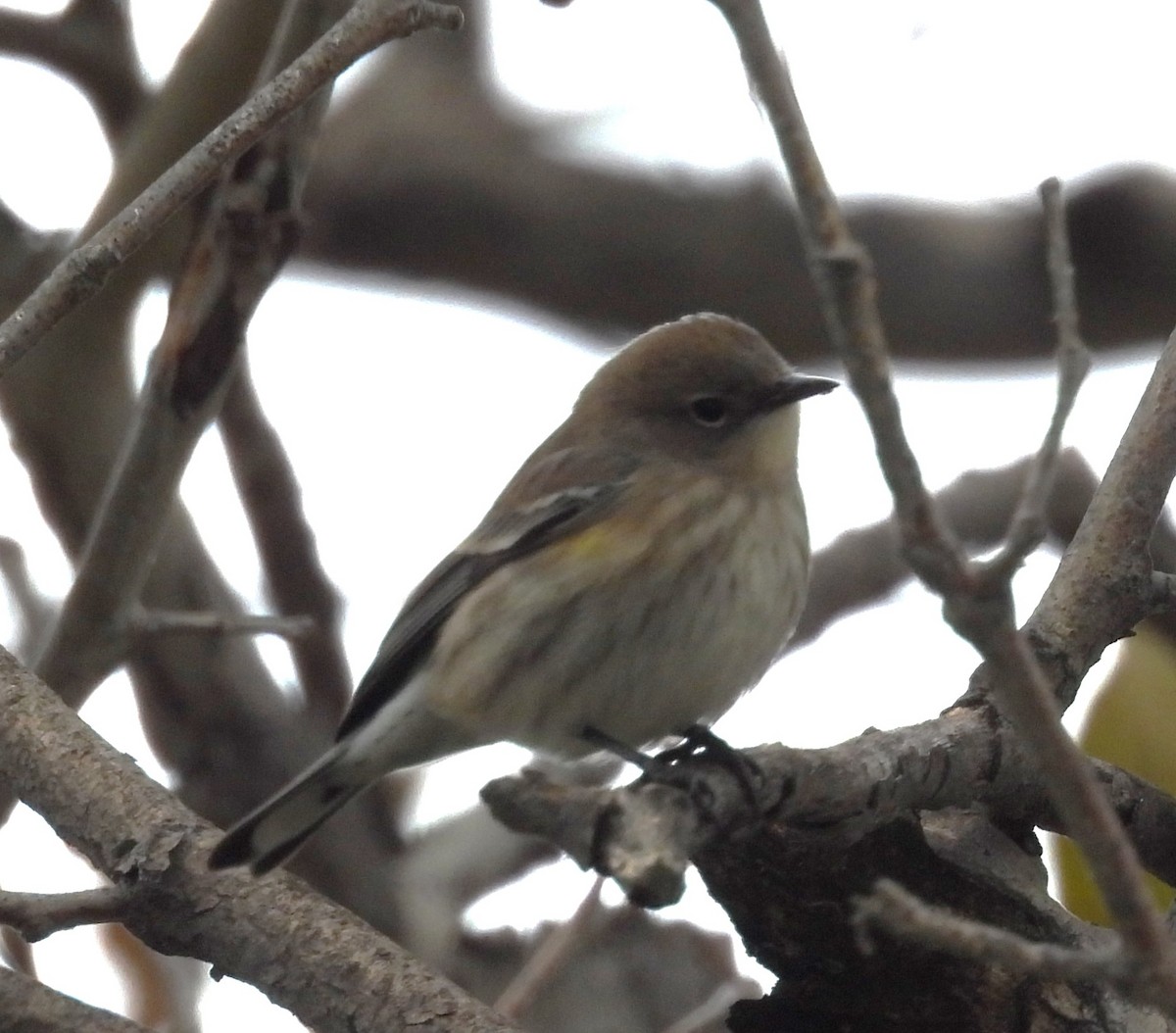 Yellow-rumped Warbler - ML645484084