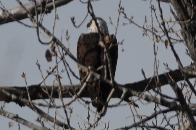 Bald Eagle - ML645484085