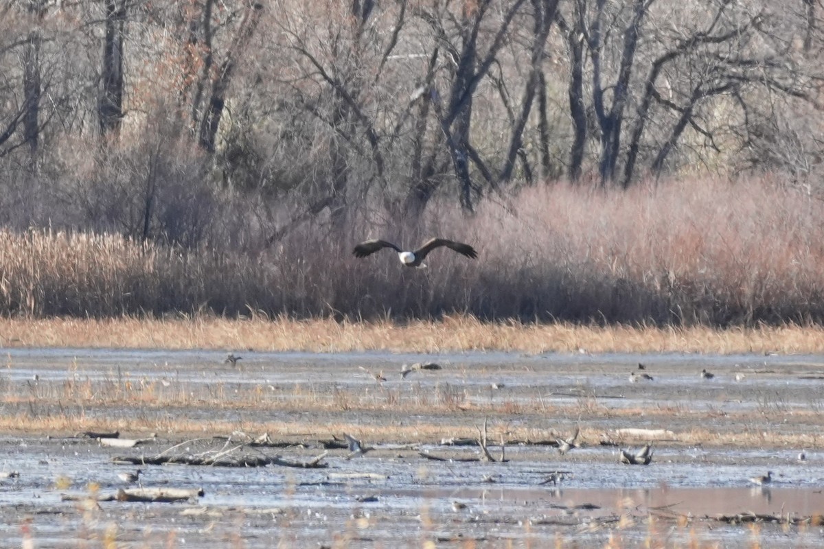 Bald Eagle - ML645484086