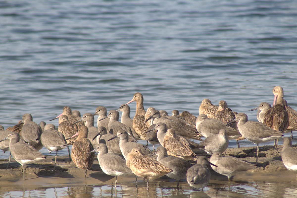 Kuliska erdipalmatua - ML645484087