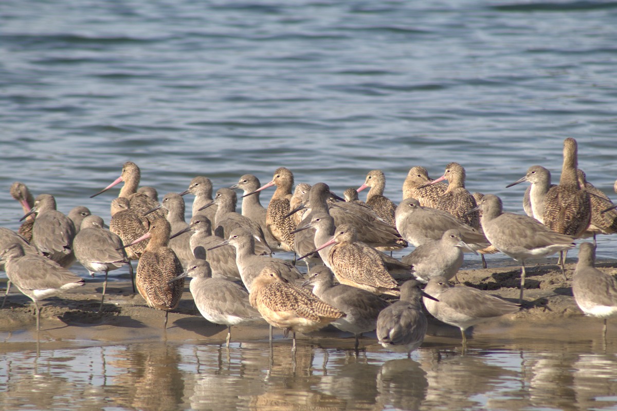 Kuliska erdipalmatua - ML645484089