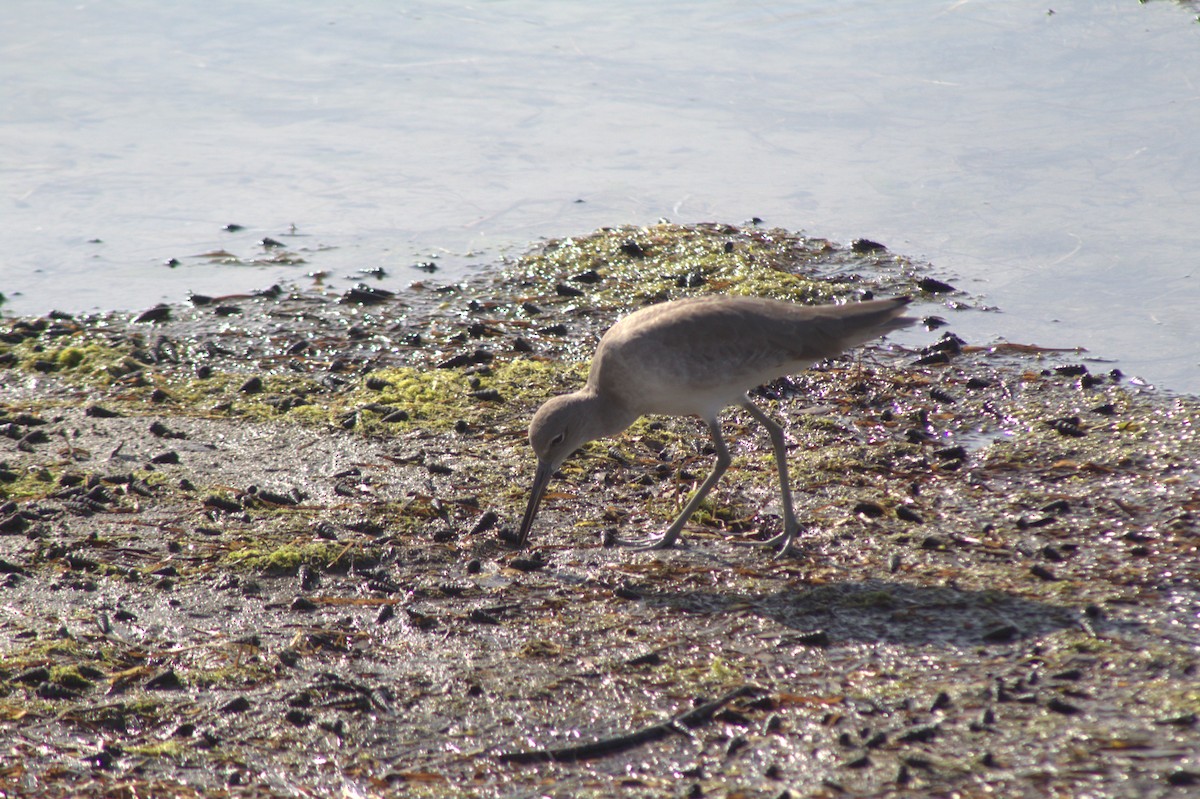 Kuliska erdipalmatua - ML645484092