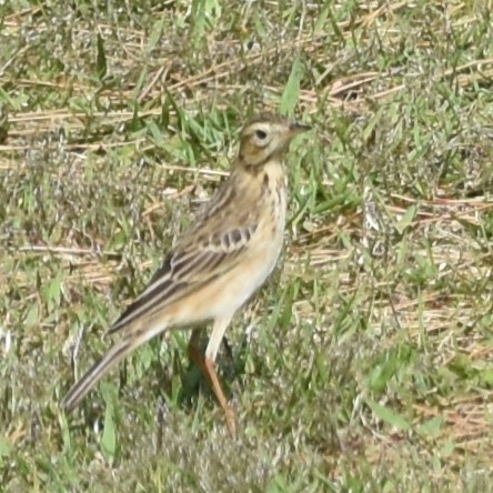 Richard's Pipit - ML645484094