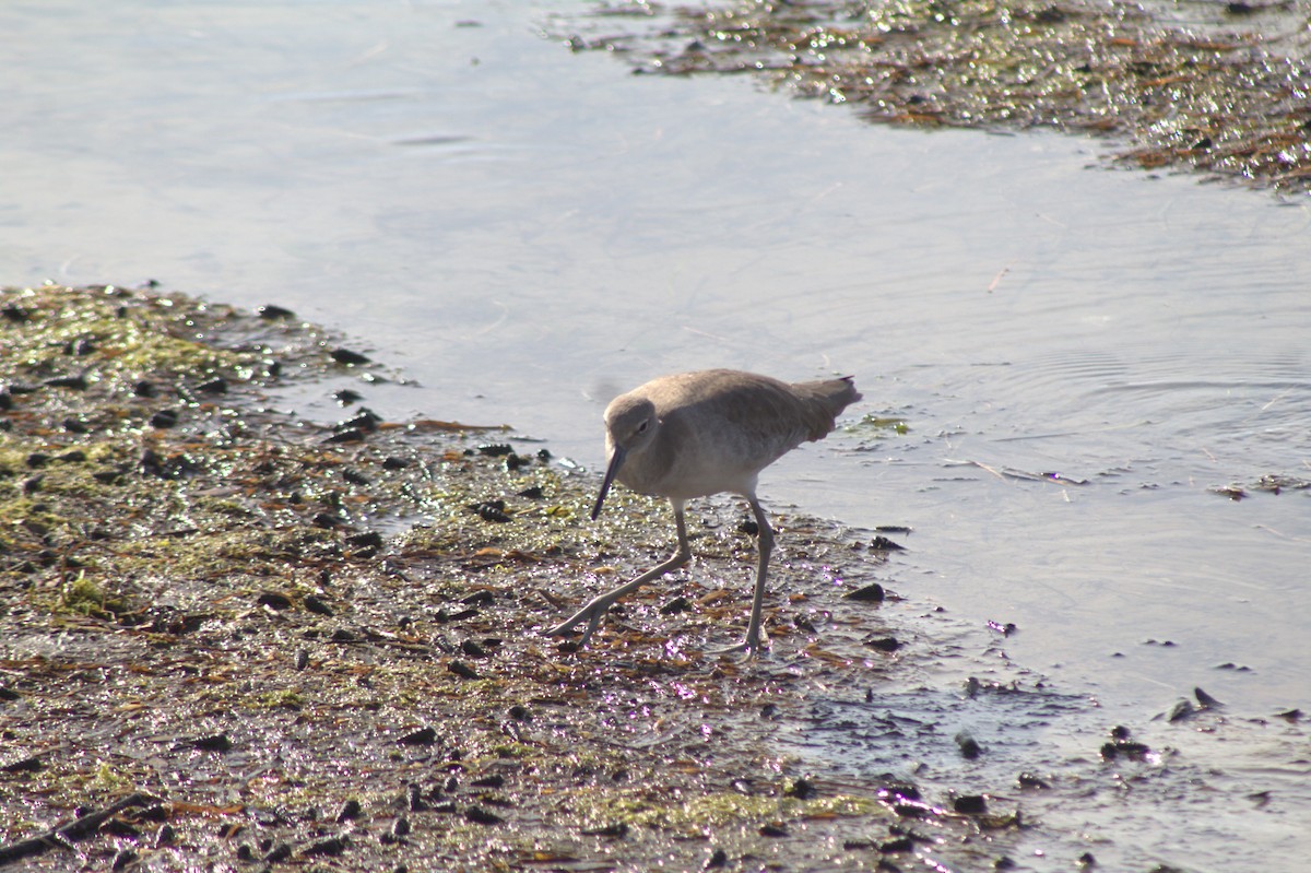 Kuliska erdipalmatua - ML645484095