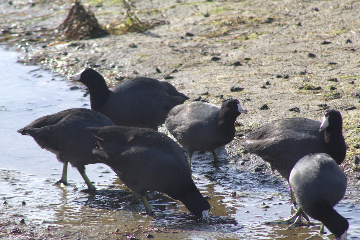 Kopetazuri amerikarra (amerikarra) - ML645484096