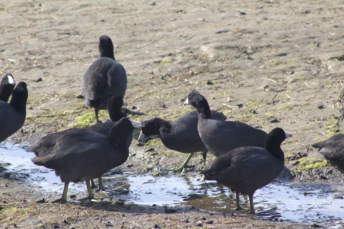 Kopetazuri amerikarra (amerikarra) - ML645484100