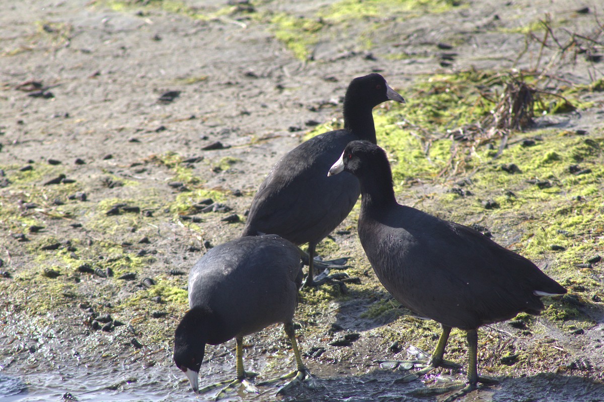 Kopetazuri amerikarra (amerikarra) - ML645484101