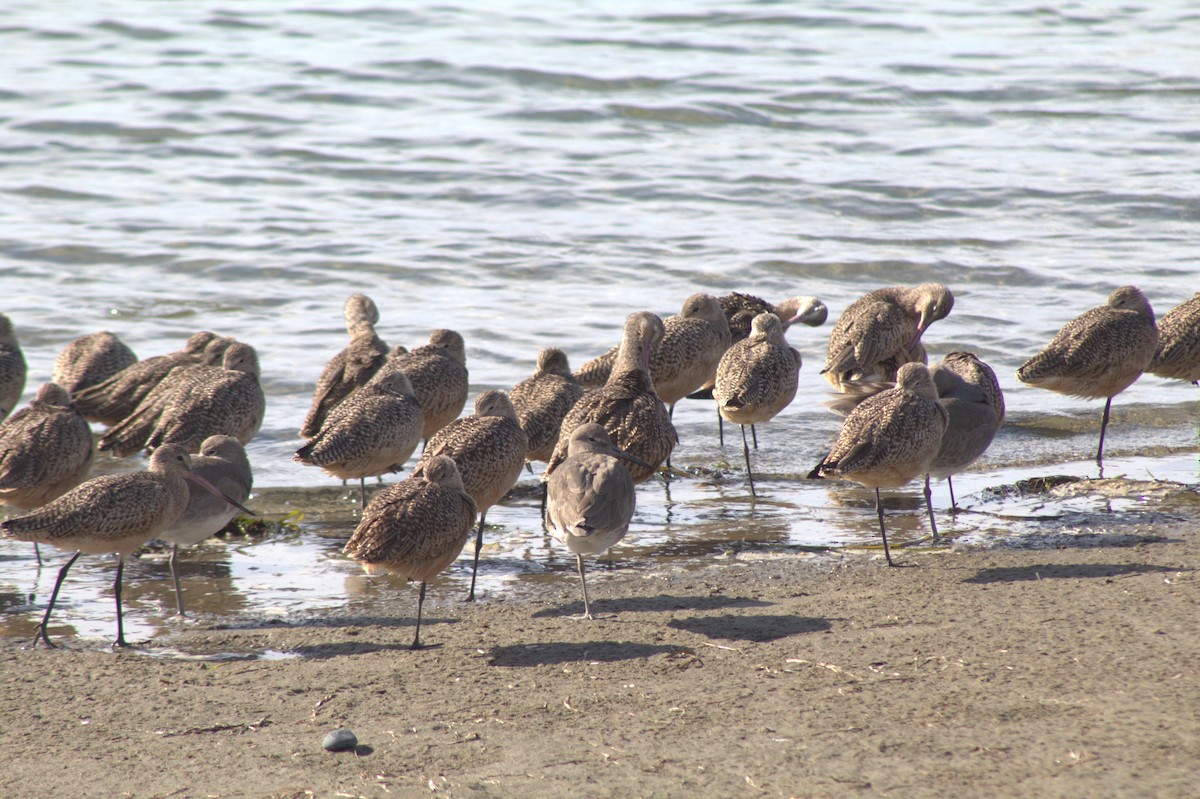 Kuliska oilagorra - ML645484102