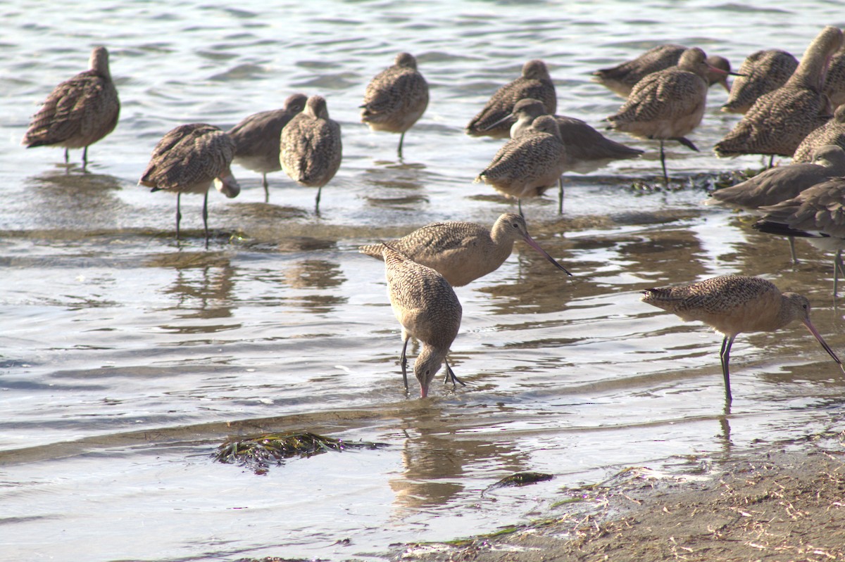 Kuliska oilagorra - ML645484105