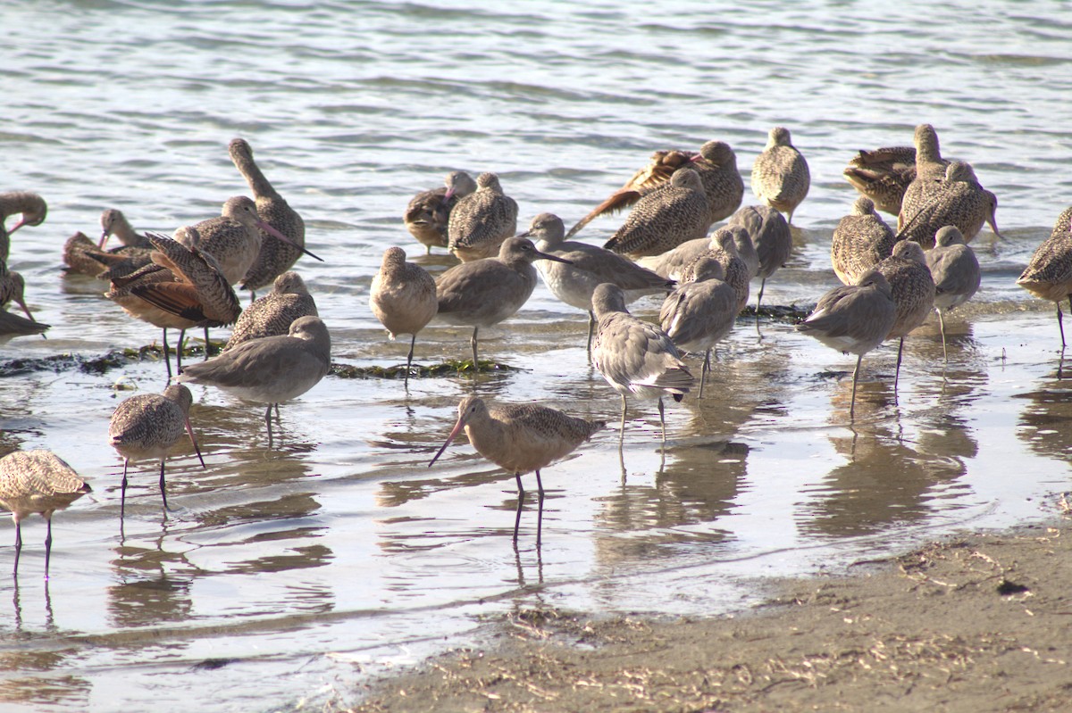 Kuliska oilagorra - ML645484106