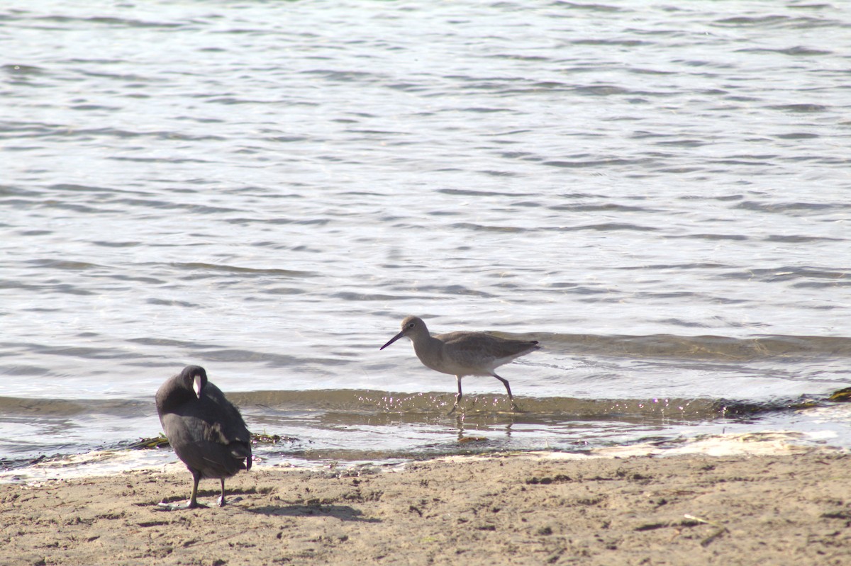 Kuliska erdipalmatua - ML645484107