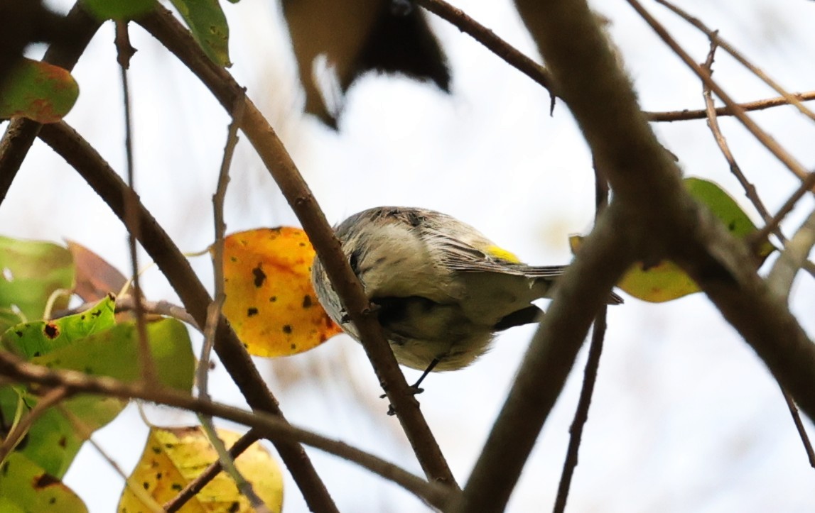 Yellow-rumped Warbler - ML645484108