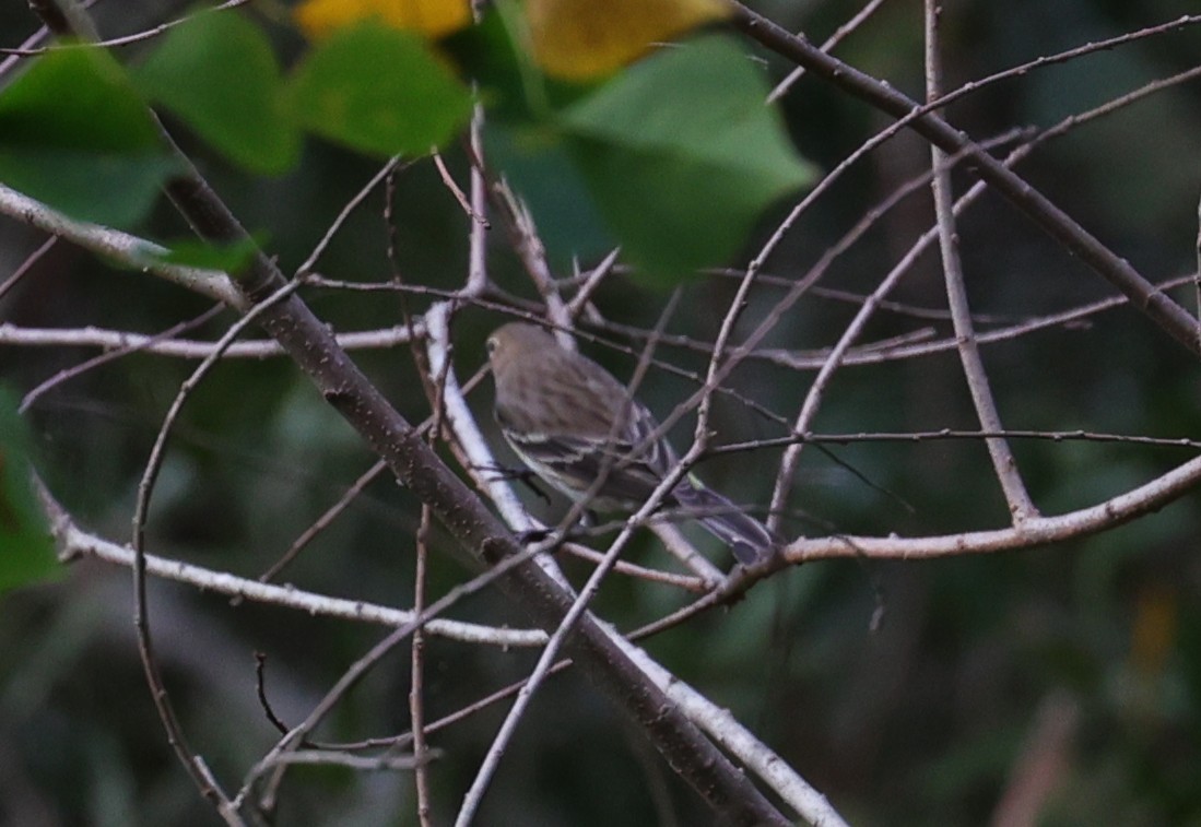 Yellow-rumped Warbler - ML645484109