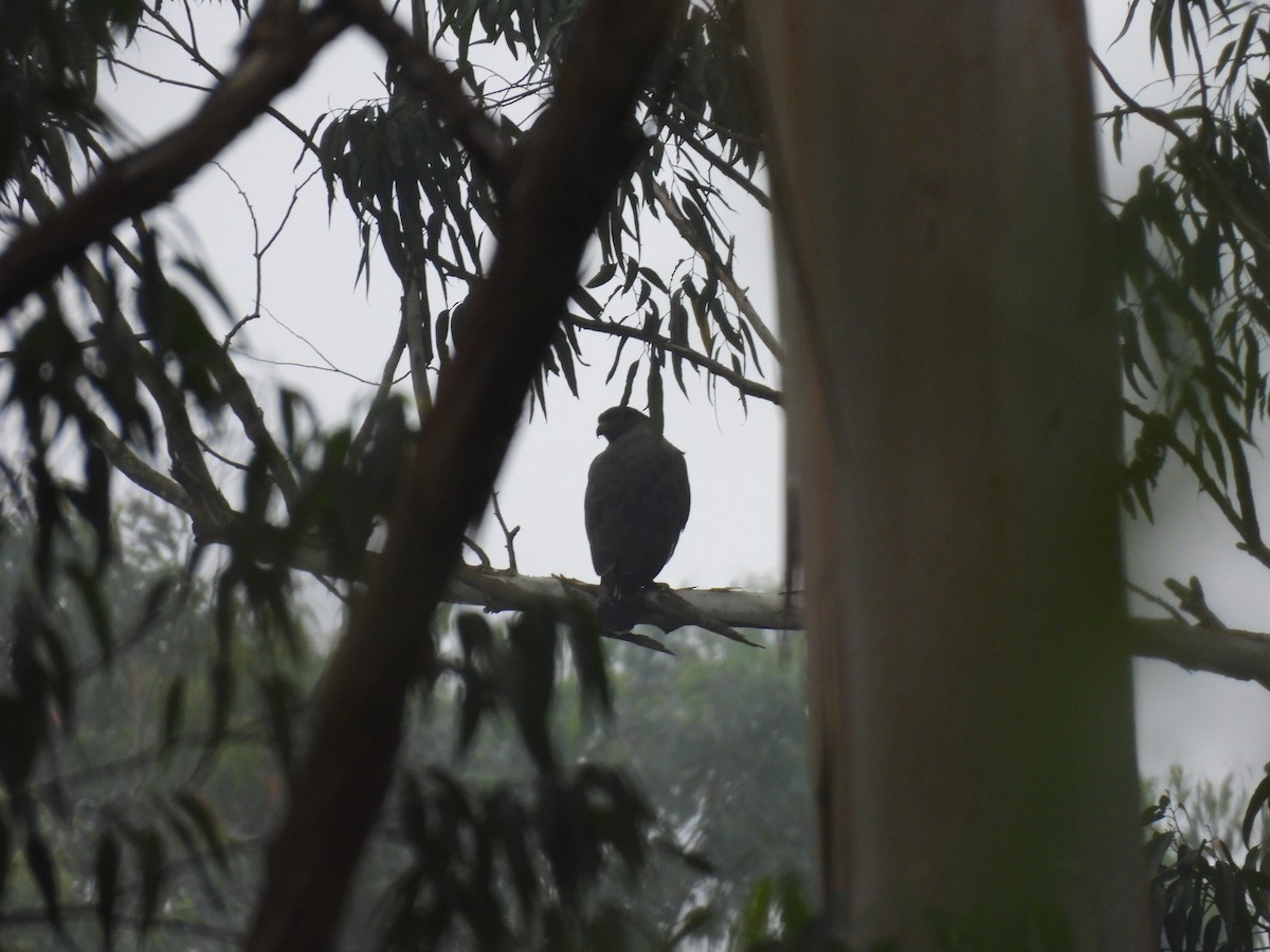 Serpentaire bacha - ML645484114