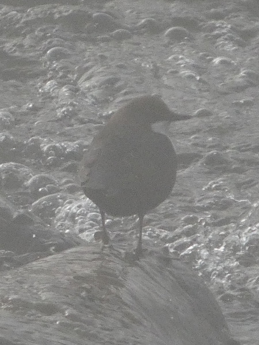 White-throated Dipper - ML645484115