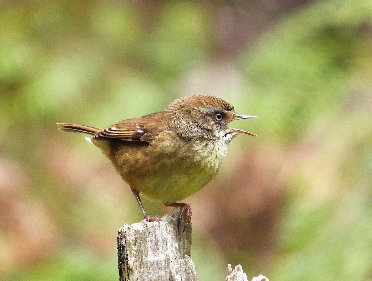 Séricorne à sourcils blancs - ML645484116