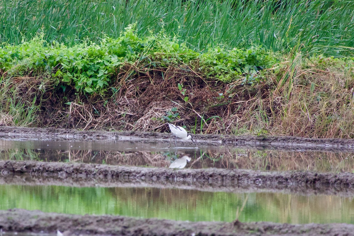 Avocette élégante - ML645484117