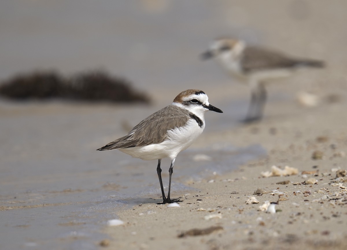Pluvier à collier interrompu - ML645484118