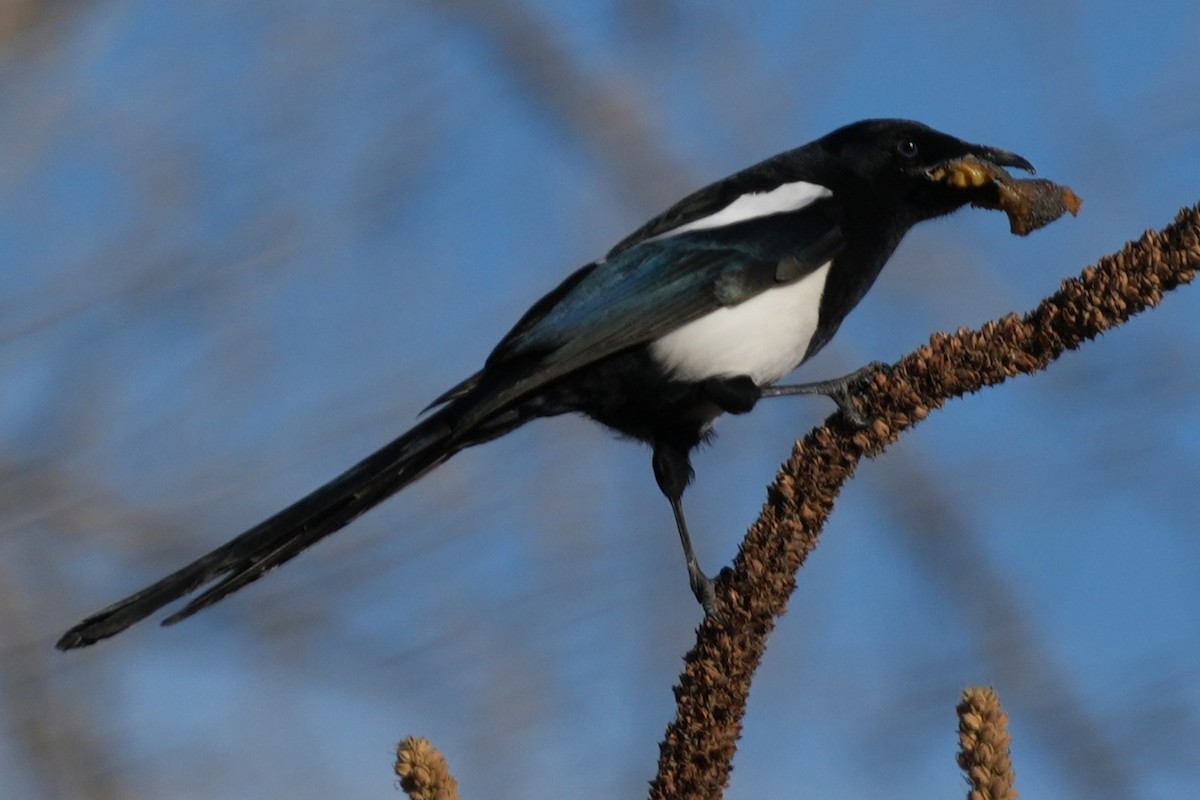 Pie d'Amérique - ML645484119