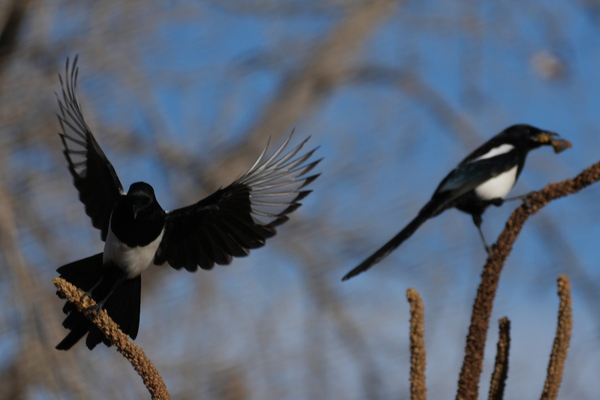Pie d'Amérique - ML645484121