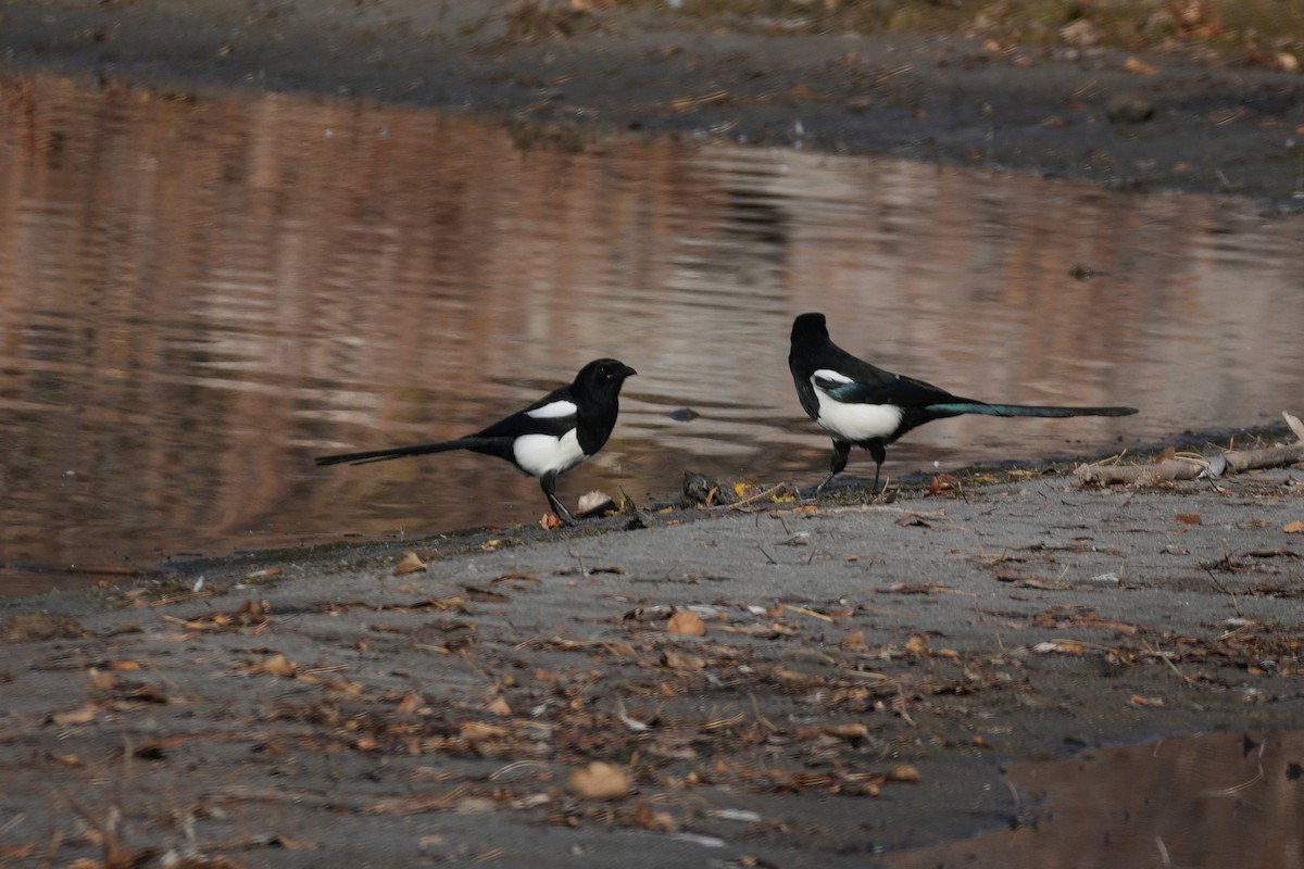 Pie d'Amérique - ML645484122