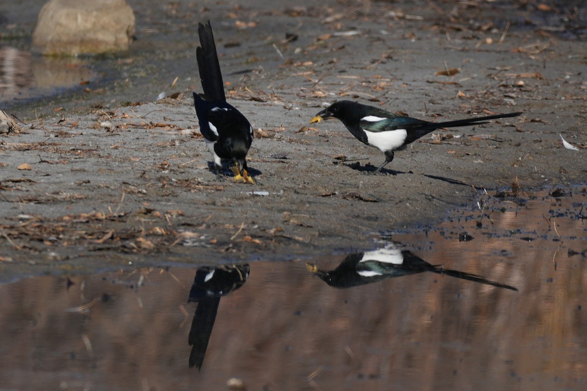 Pie d'Amérique - ML645484123