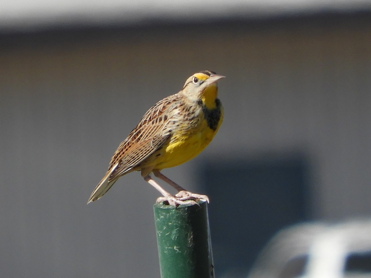 Sturnelle des prés - ML645484124