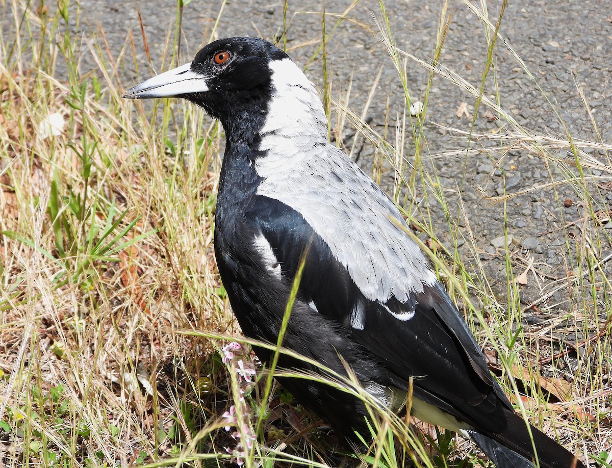 Cassican flûteur - ML645484125